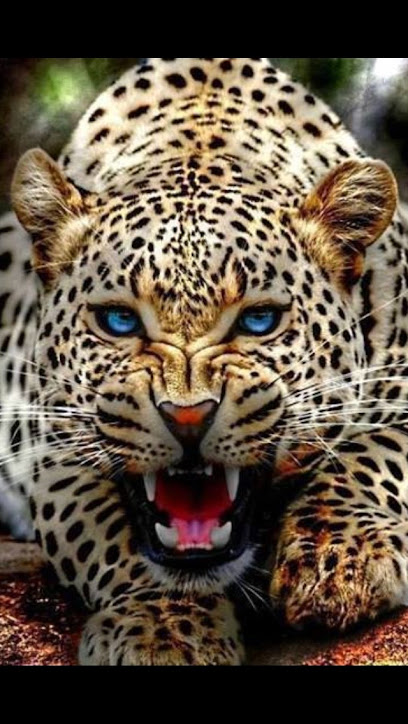 AF1QipO5BSLNv6RRGrkNA4D0qBqcGssCcbr6od9ievejw408 h724 k no