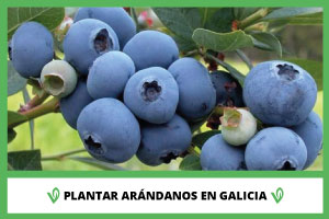 Articulo Plantar Arandanos en Galicia Viverius.com .es