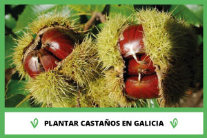 Articulo Plantar Castanos en Galicia Viverius.com .es