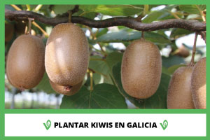 Articulo Plantar Kiwis en galicia Viverius.com .es