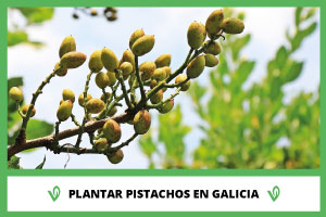 Articulo Plantar Pistachos en Galicia Viverius.com .es