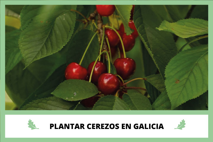 CÃ³mo Plantar Cerezos en Galicia en Viverius.com.es
