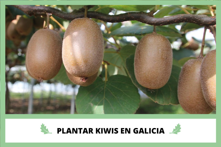 Plantar Kiwis en Galicia en Viverius.com.es