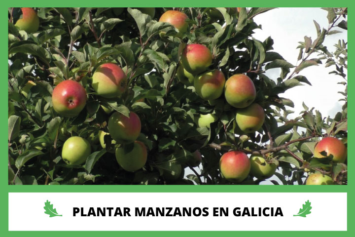 Plantar Manzanos en Galicia con Viverius.com.es