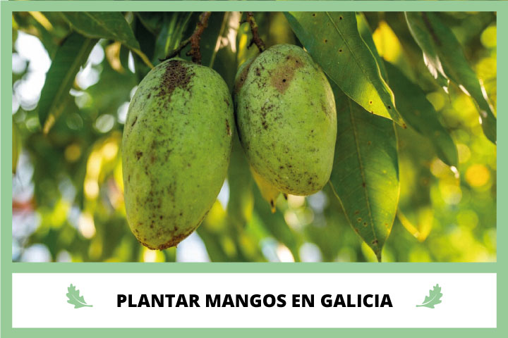 Como Plantar un Mango en Galicia con Viverius.com.es