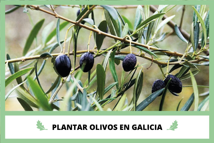 Plantar Olivos en Galicia con Viverius.com.es