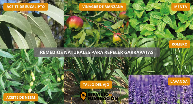 Remedios Naturales para Repeler las Garrapatas en serviciodefumigacion.com.mx