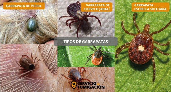 Tipos de Garrapatas Peligrosas en serviciodefumigacion.com.mx