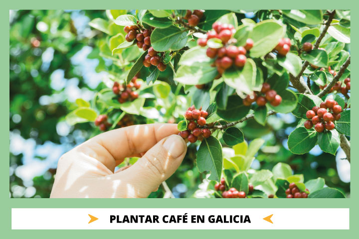 Cómo Plantar Café En Galicia Viverius.com.es