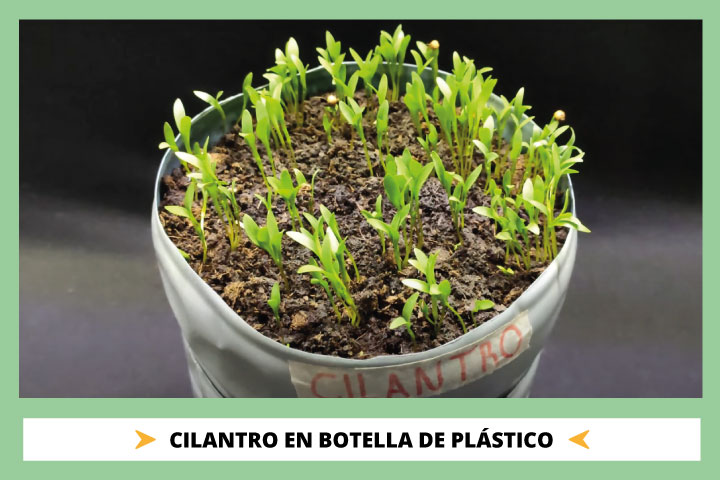 ¿Cómo Sembrar Cilantro en Botellas Plásticas? Guía Definitiva Viverius.com.es