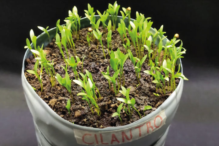 cultivar cilantro en botella de plastico viverius.com .es