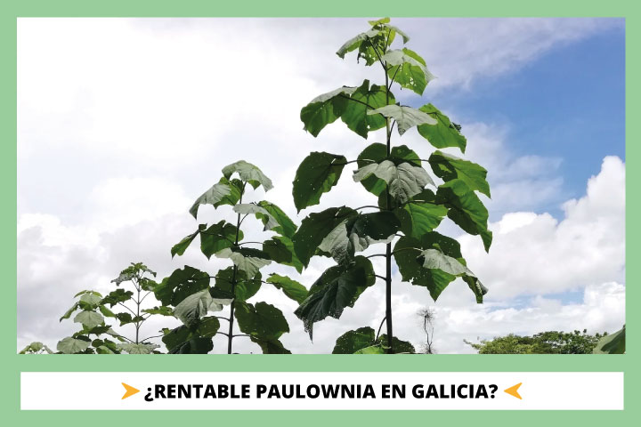 Es rentable plantar Paulownia en Galicia y EspaÃ±a en viverius.com.es
