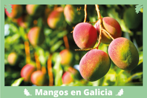 Artículo Plantar Mangos en Galicia en Viverius.com.es